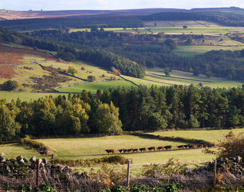 This landscape photograph captures the natural beauty of valley fields and woods in the Peak District, Derbyshire, United Kingdom, during an autumn afternoon. The scene features a rural expanse with rolling green fields bordered by patches of woodland and intersected by dry stone walls, a characteristic element of the region. In the foreground, a herd of cows grazes peacefully, further emphasizing the area's agricultural nature. The image looks out towards Curbar Edge, one of the well-known escarpments in the Peak District, adding geographical context to the setting. The photograph showcases the distinctive rural nature of the Peak District, with the interplay of light and shadow highlighting the autumnal tones of the landscape.